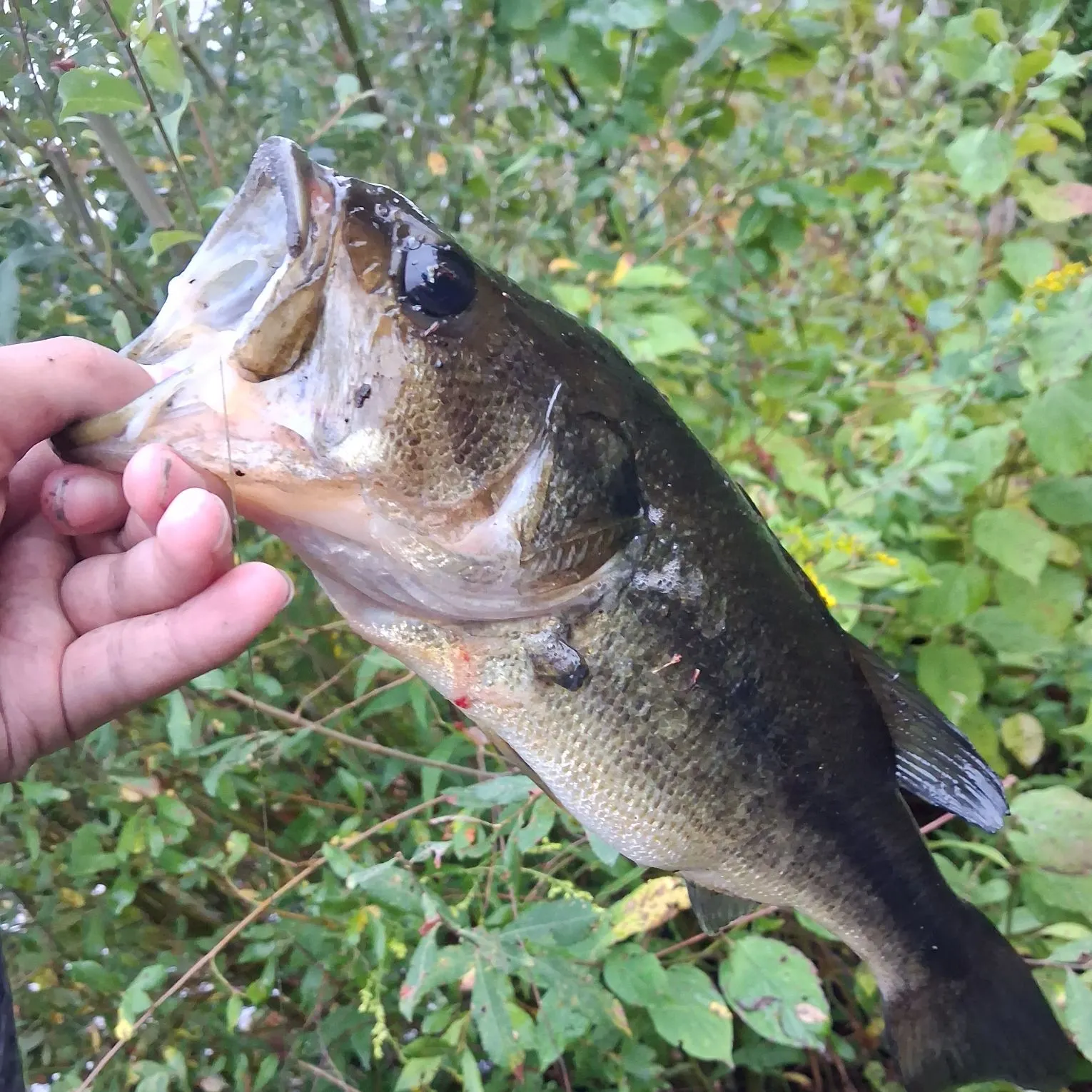 Largemouth bass caught on Fishbrain