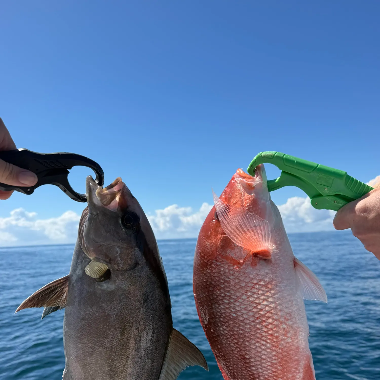Northern red snapper caught on Fishbrain