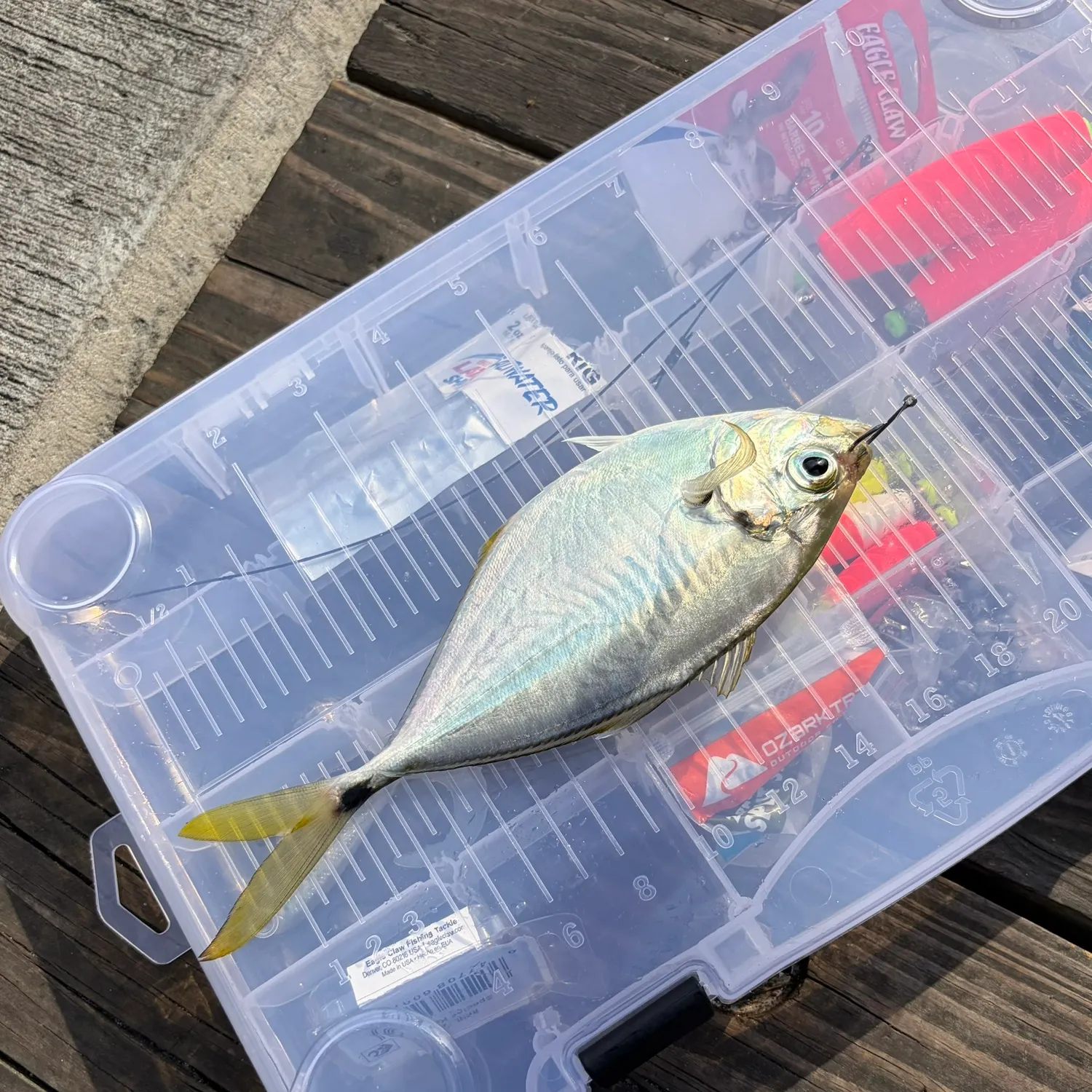 The most recent Leatherjack catches on Fishbrain