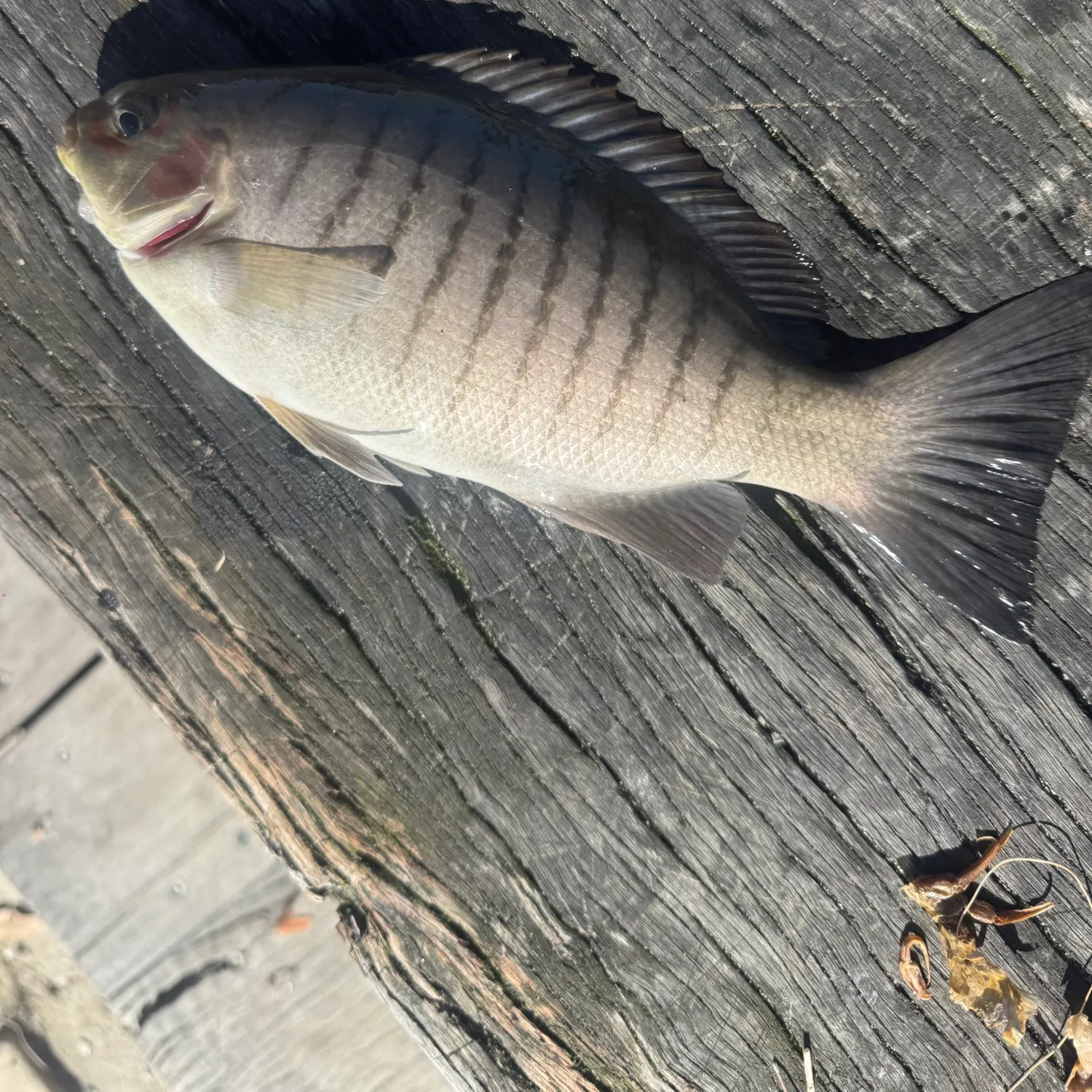 Luderick caught on Fishbrain