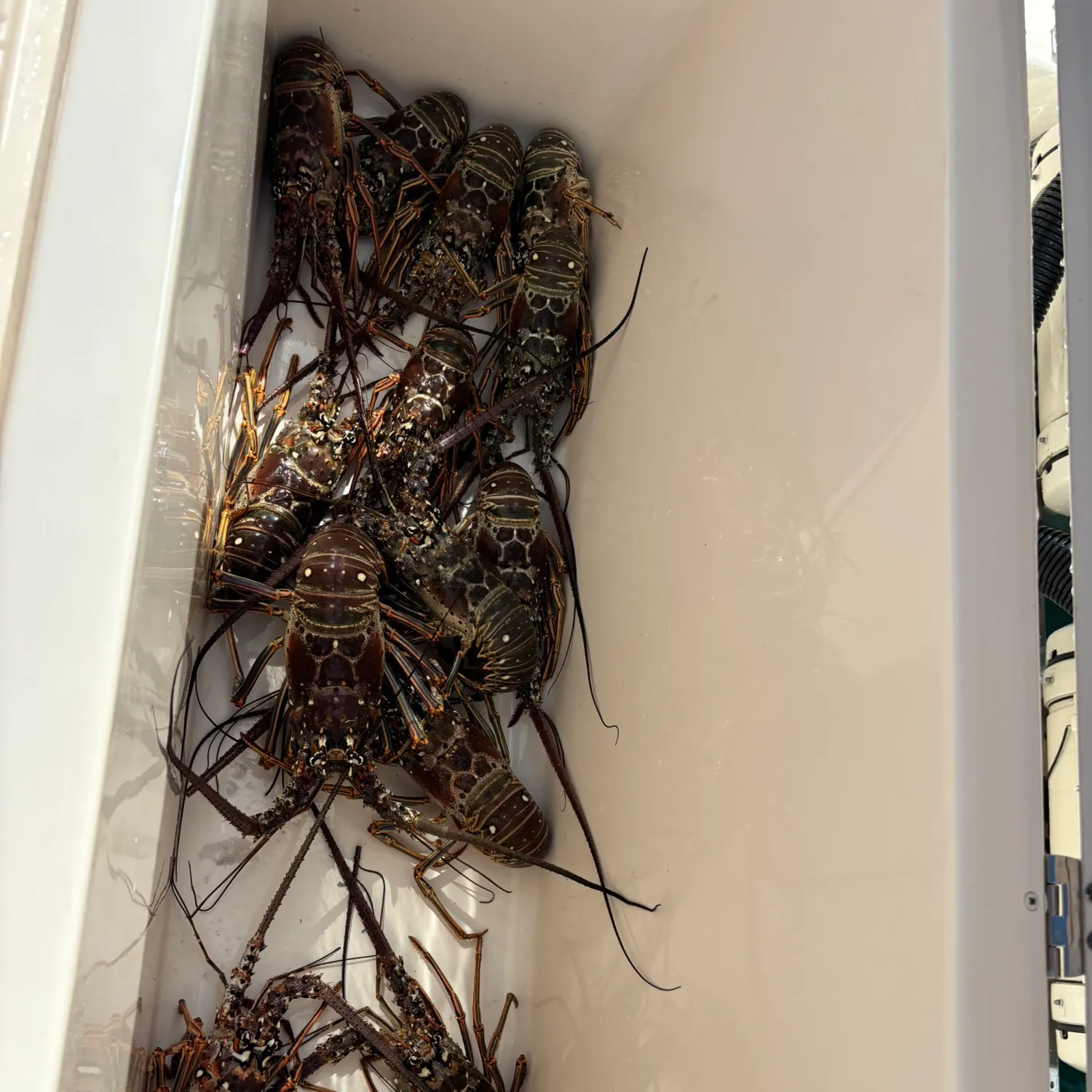 The most recent American lobster catches on Fishbrain