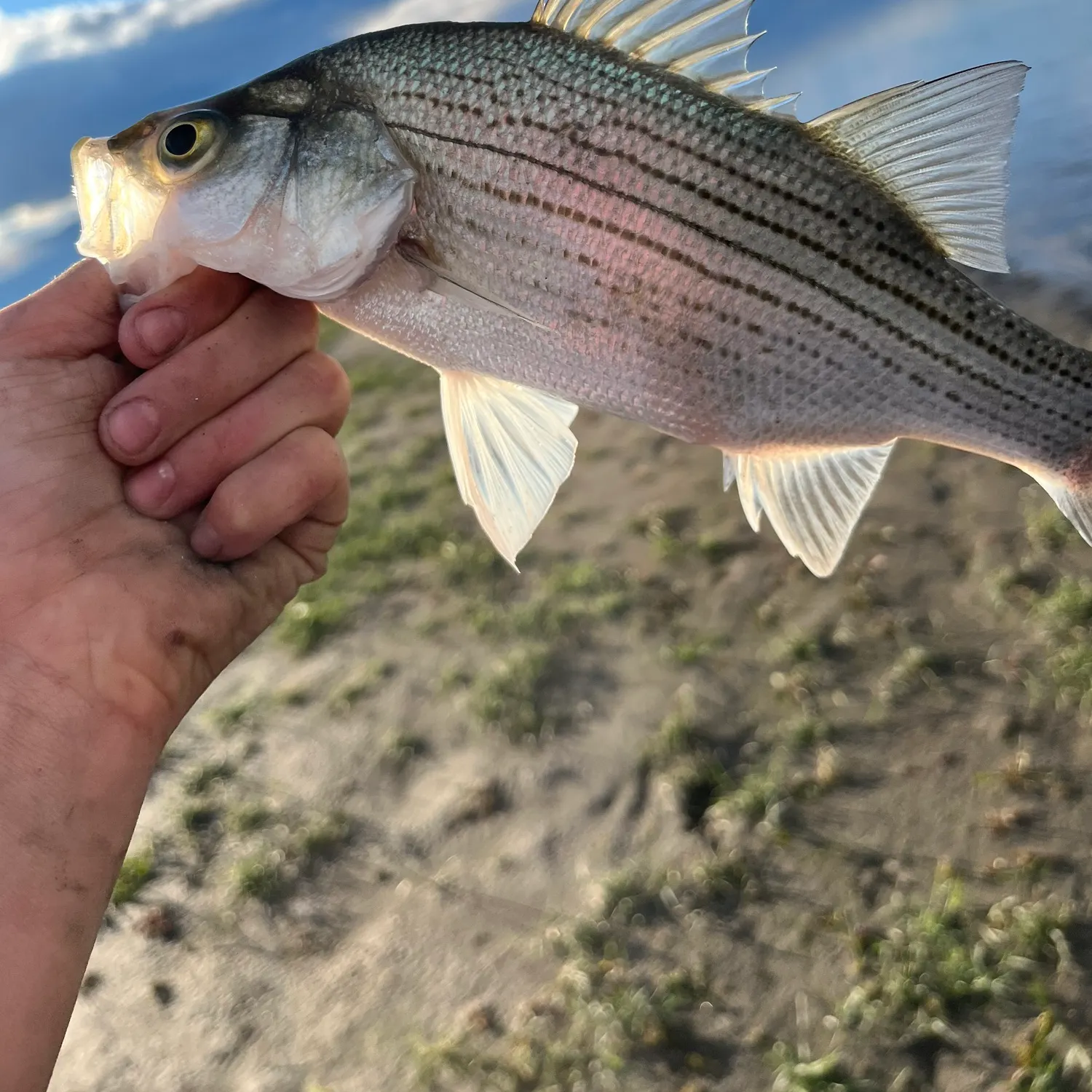 White bass caught on Fishbrain