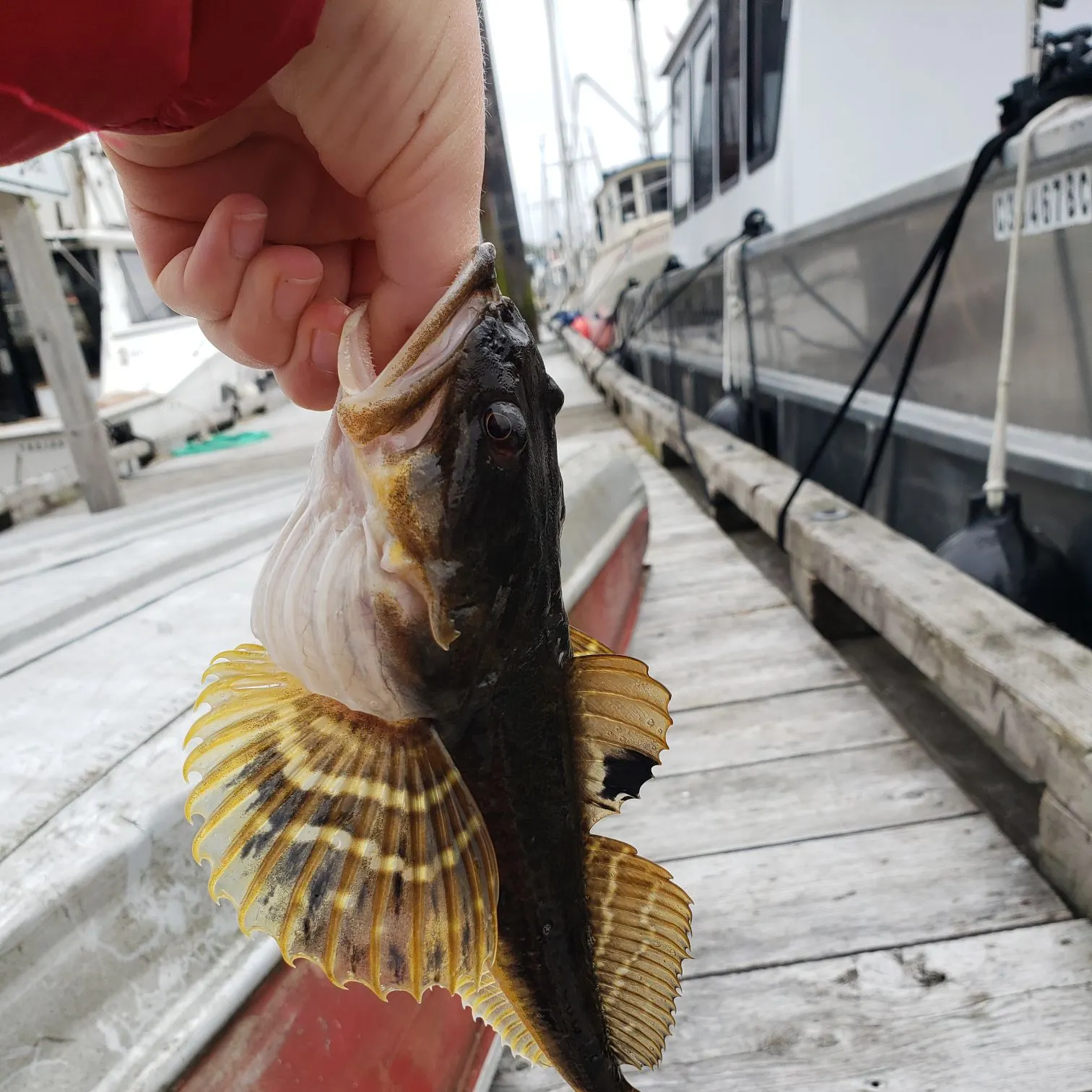 The most recent Red Irish lord catches on Fishbrain