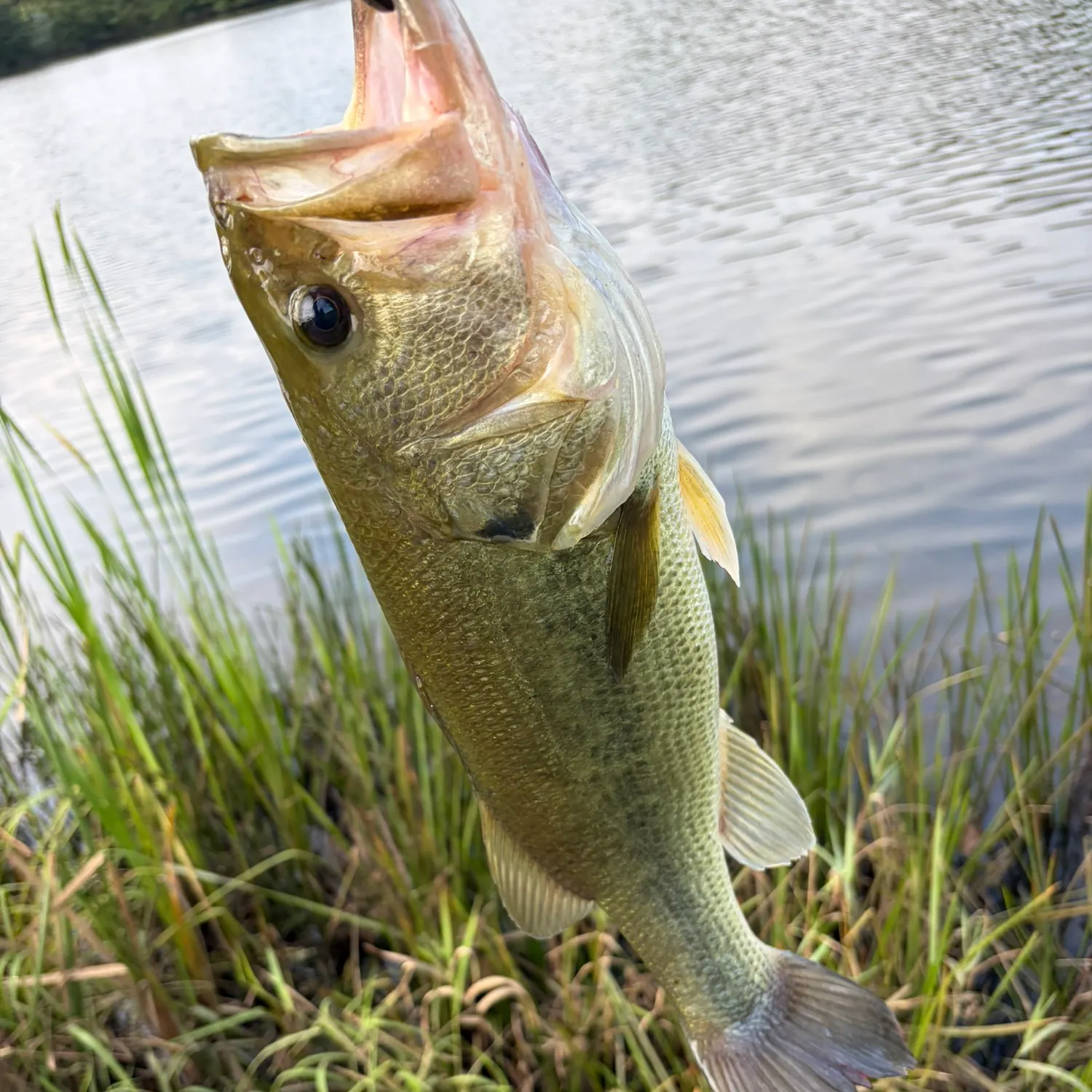 Largemouth bass caught on Fishbrain