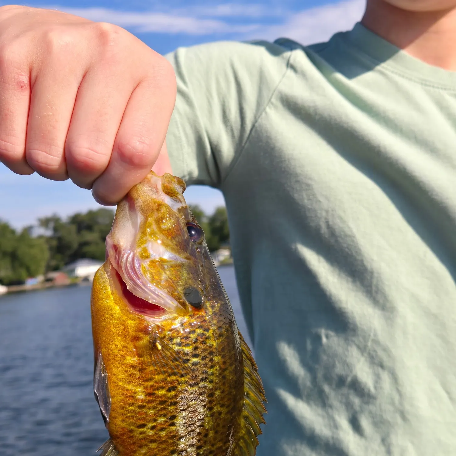 Warmouth caught on Fishbrain
