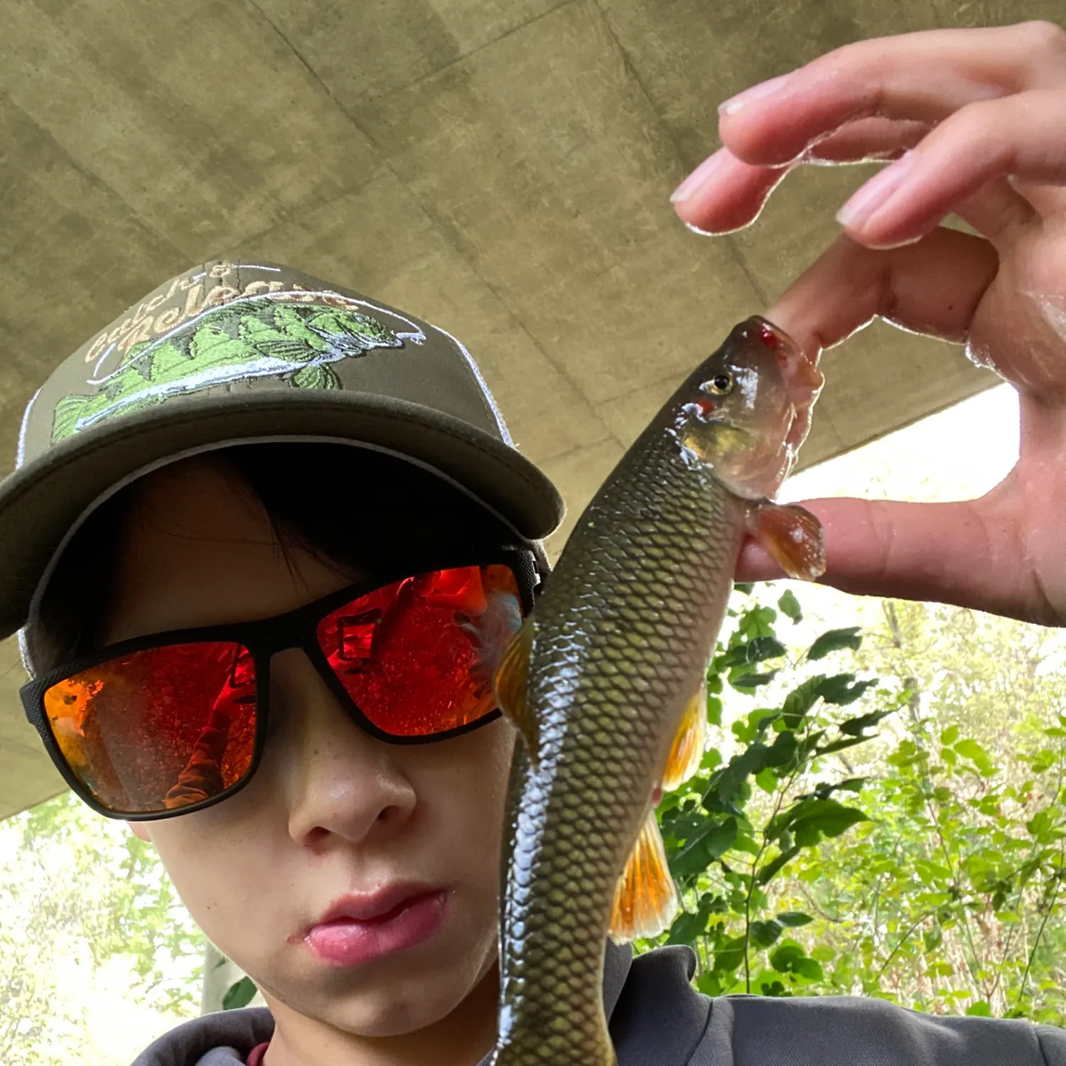 Hornyhead chub caught on Fishbrain