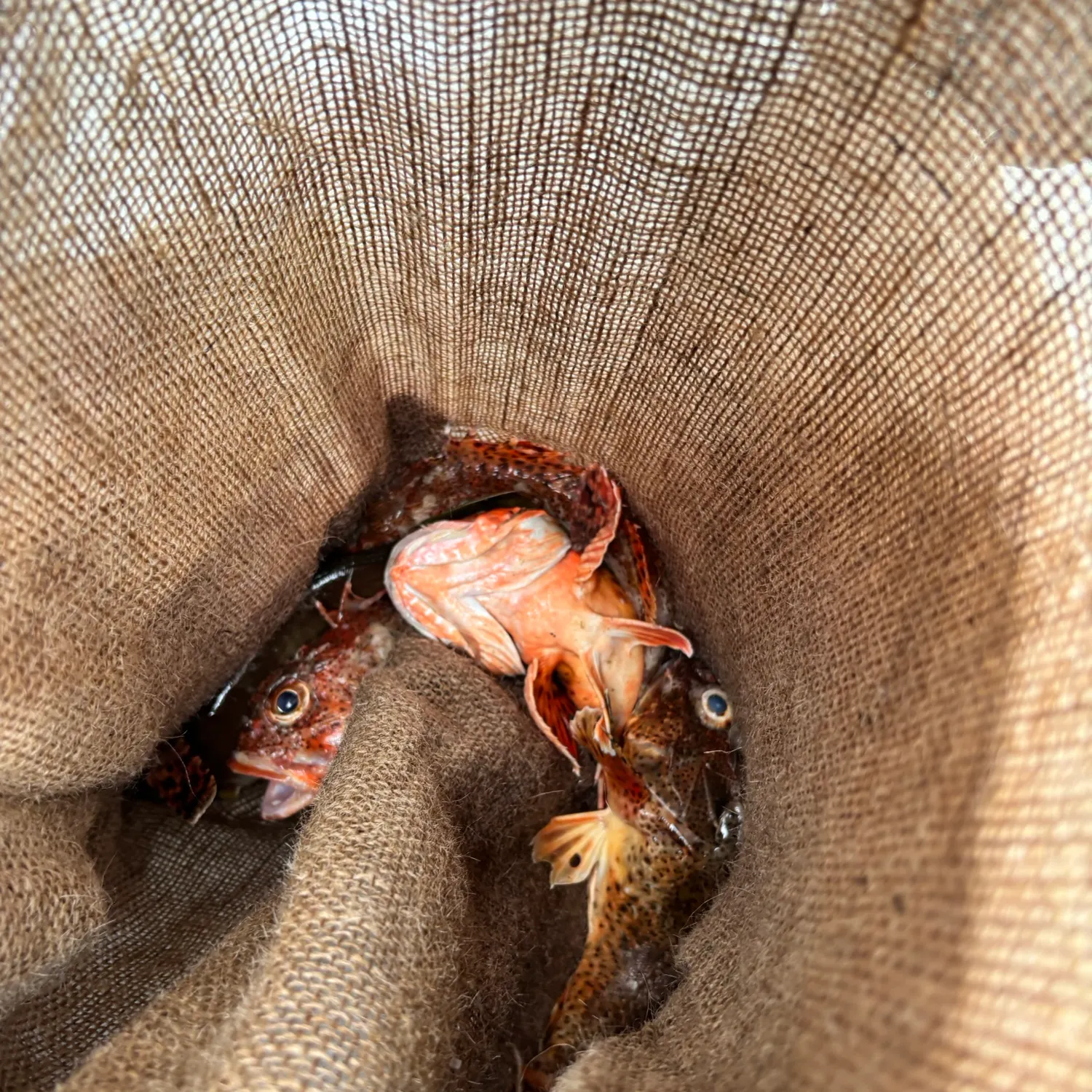 The most recent California scorpionfish catches on Fishbrain