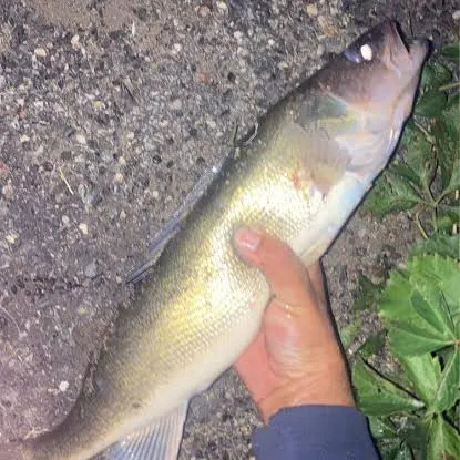 Walleye caught on Fishbrain