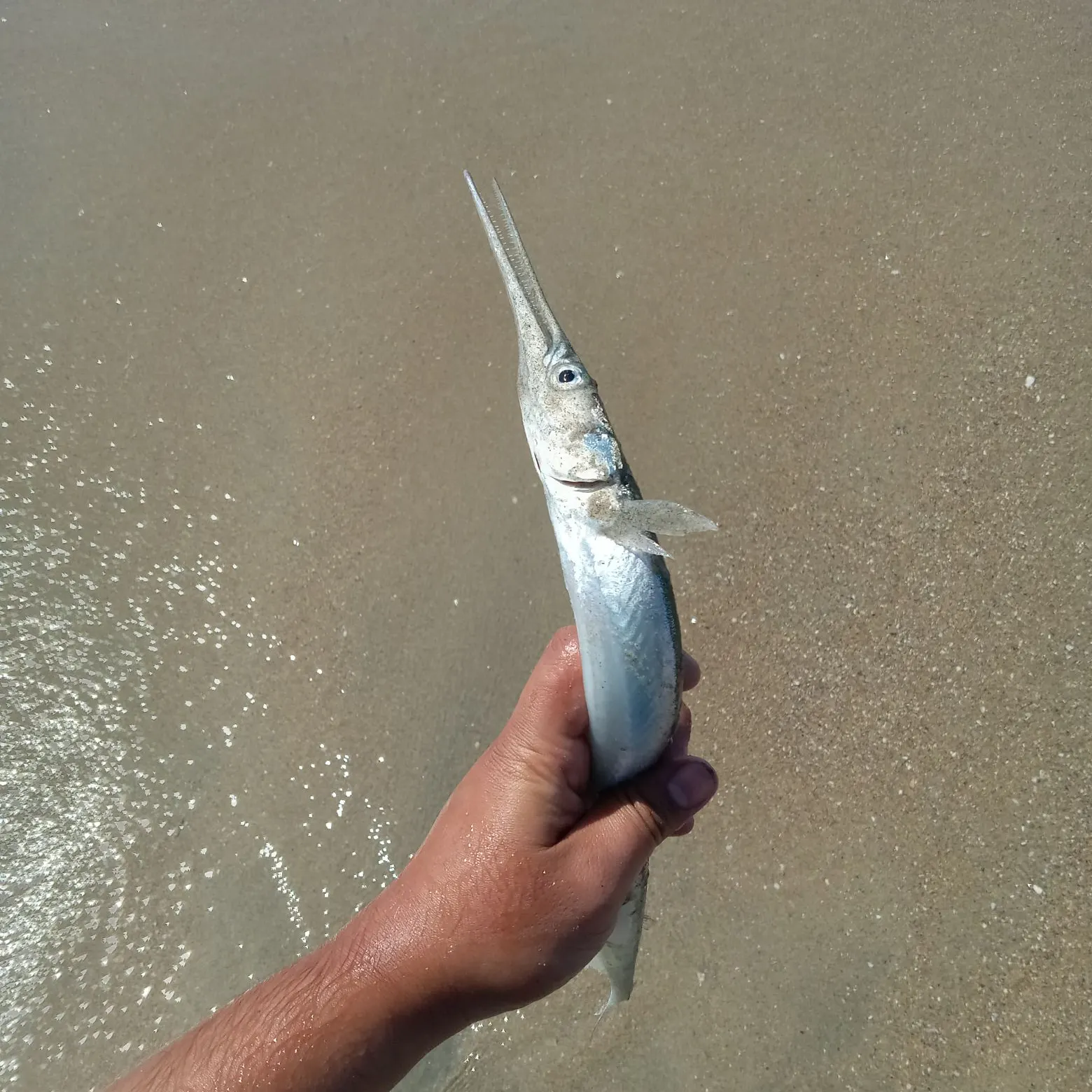 The most recent California needlefish catches on Fishbrain