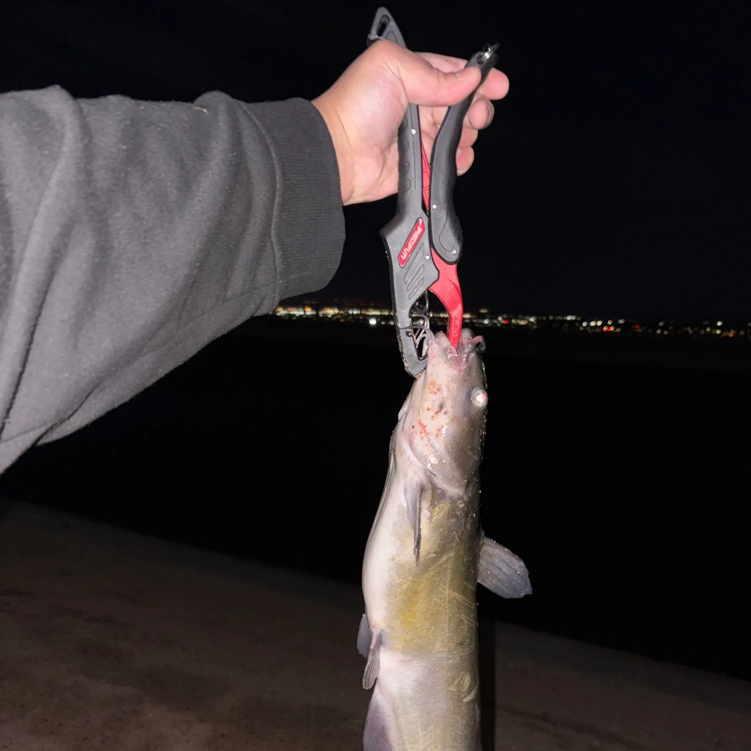 Channel catfish caught on Fishbrain