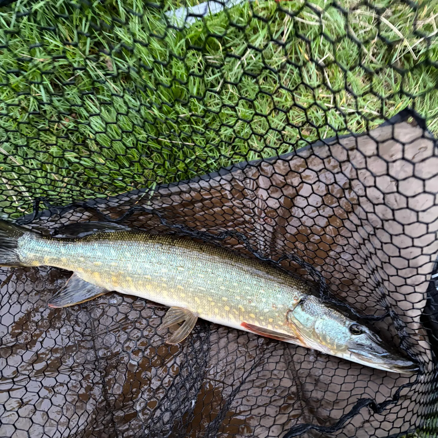 Northern pike caught on Fishbrain