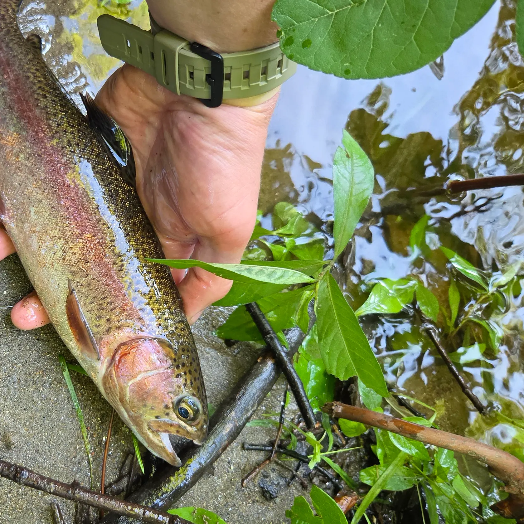 recently logged catches