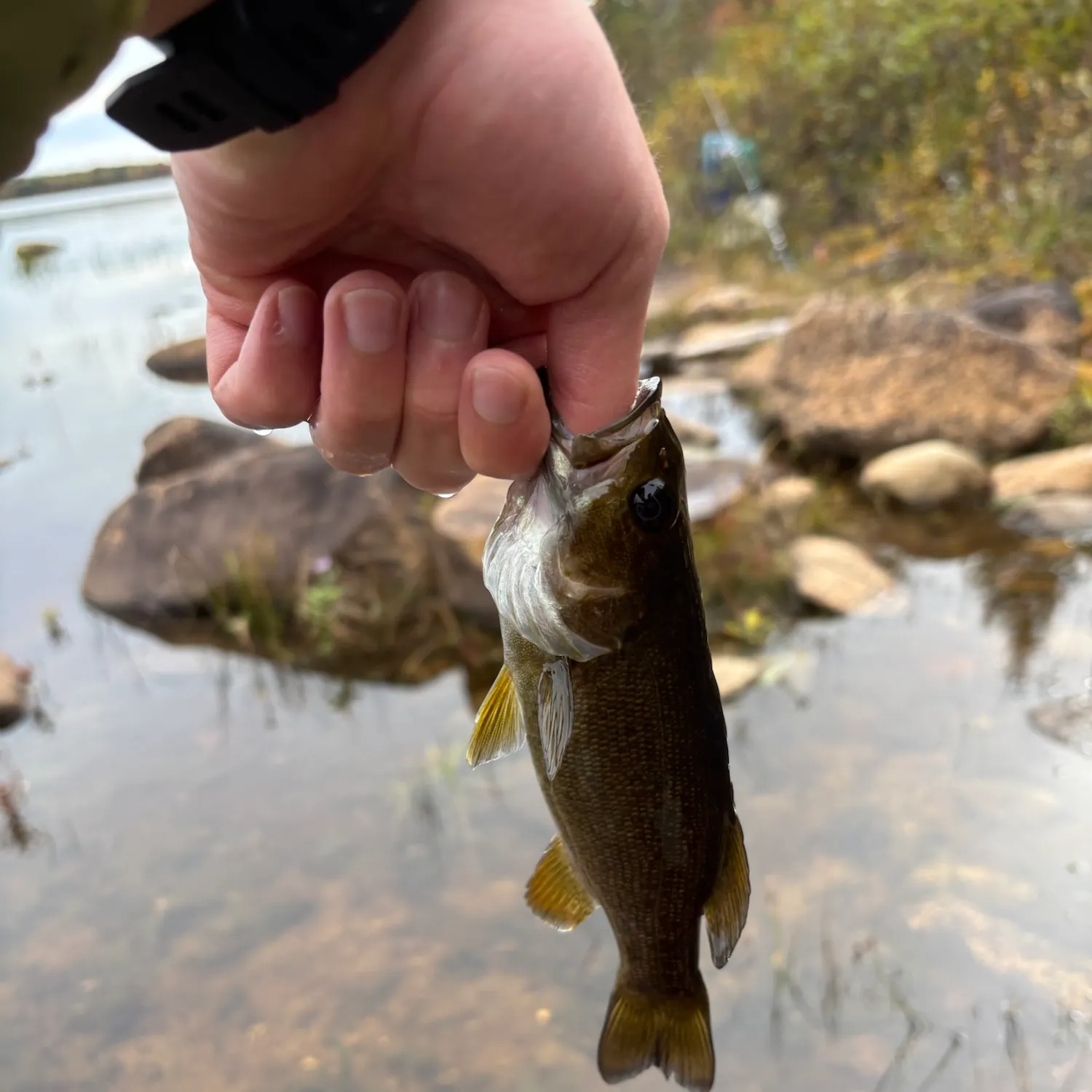 Smallmouth bass caught on Fishbrain