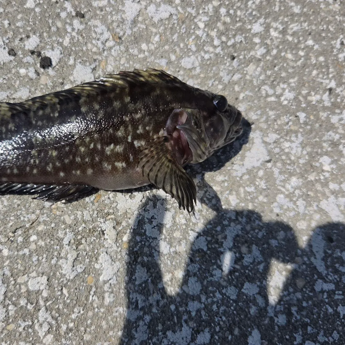 The most recent Masquerader hairy blenny catches on Fishbrain