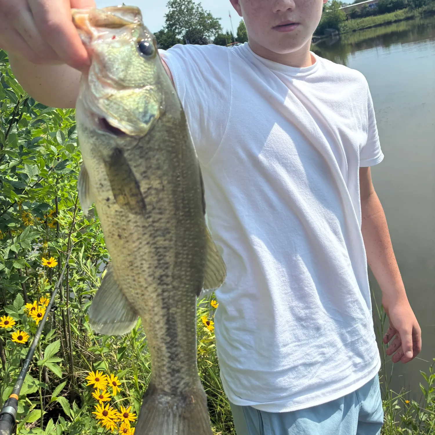 Largemouth bass caught on Fishbrain