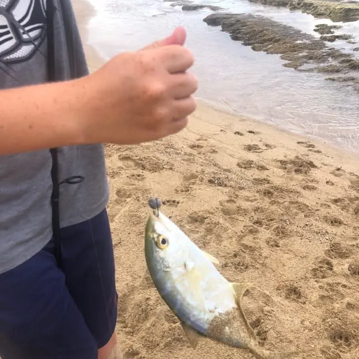 The most recent Bar jack catches on Fishbrain