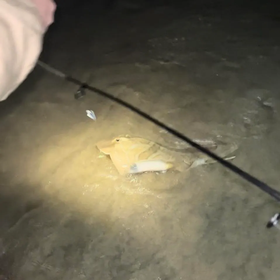 Southern fiddler caught on Fishbrain