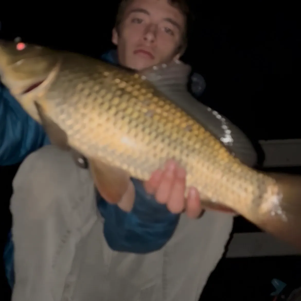 Common carp caught on Fishbrain