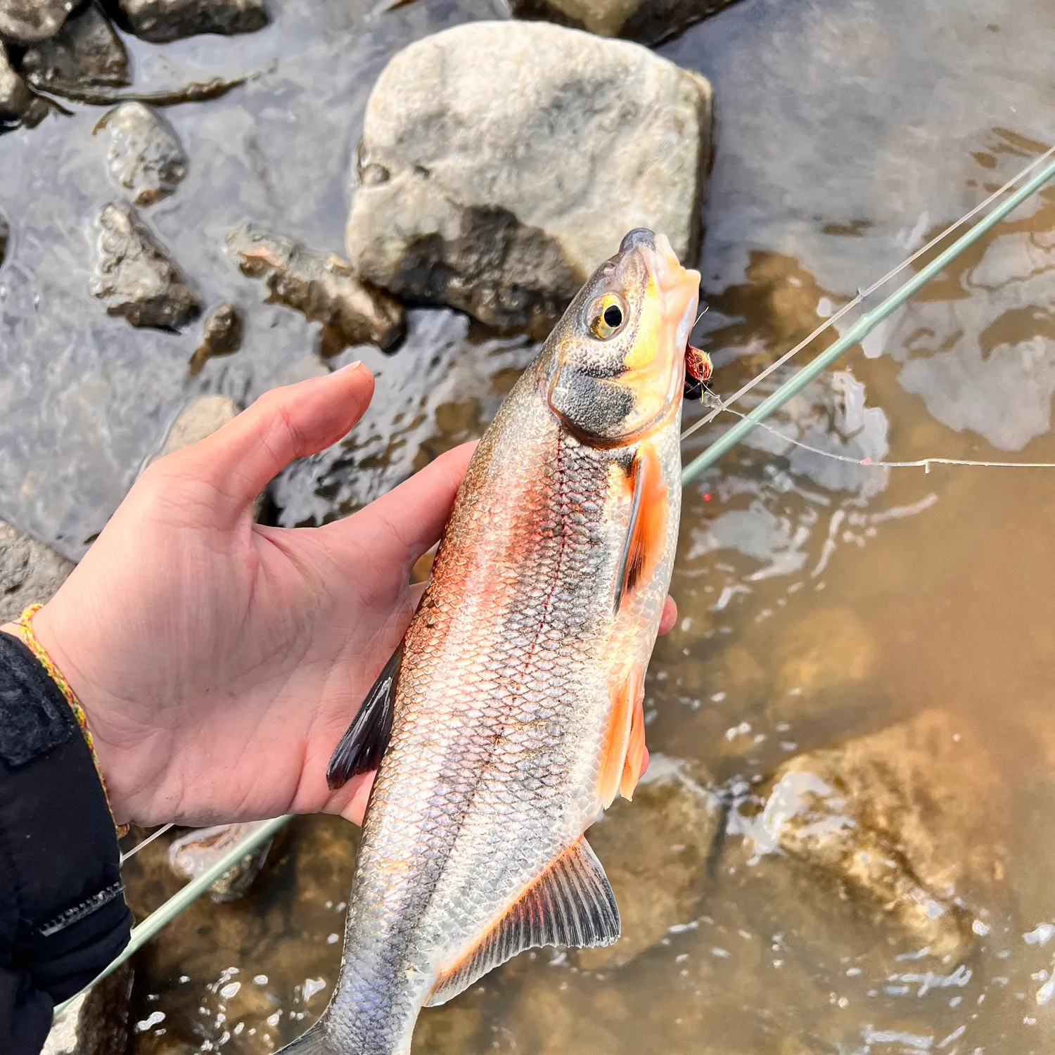 The most recent Vimba bream catches on Fishbrain