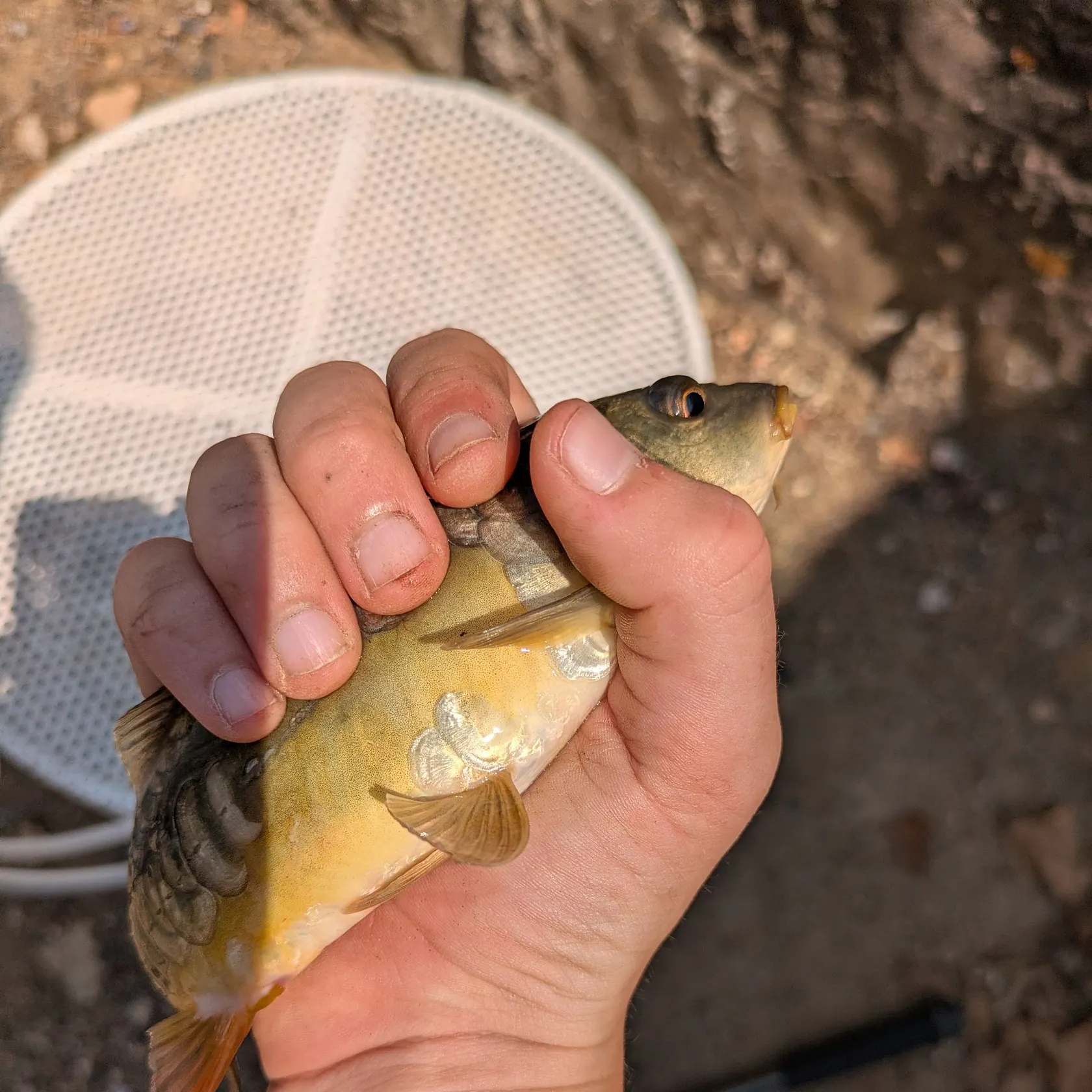 The most recent Mirror carp catches on Fishbrain