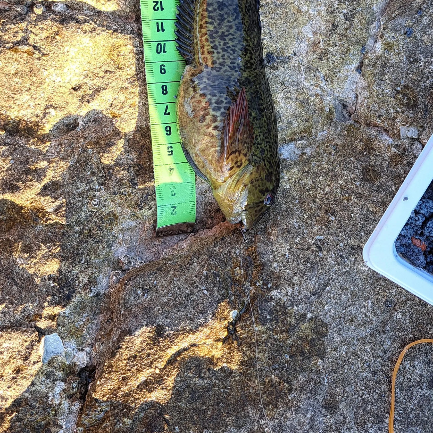 The most recent Tompot blenny catches on Fishbrain