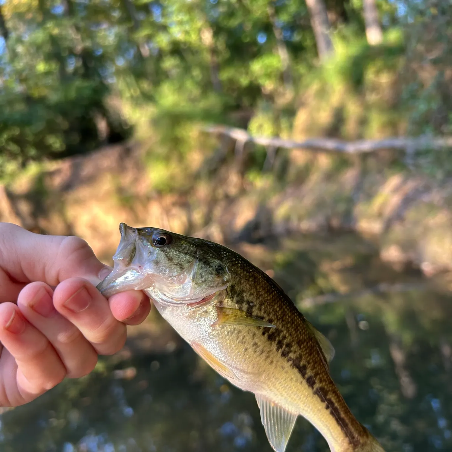 Spotted bass caught on Fishbrain