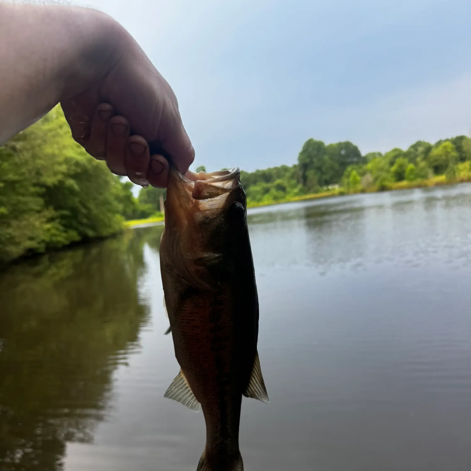 Fish caught on Fishbrain