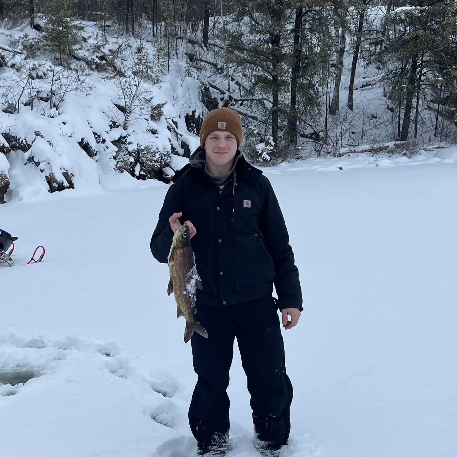 The most recent Lake whitefish catches on Fishbrain
