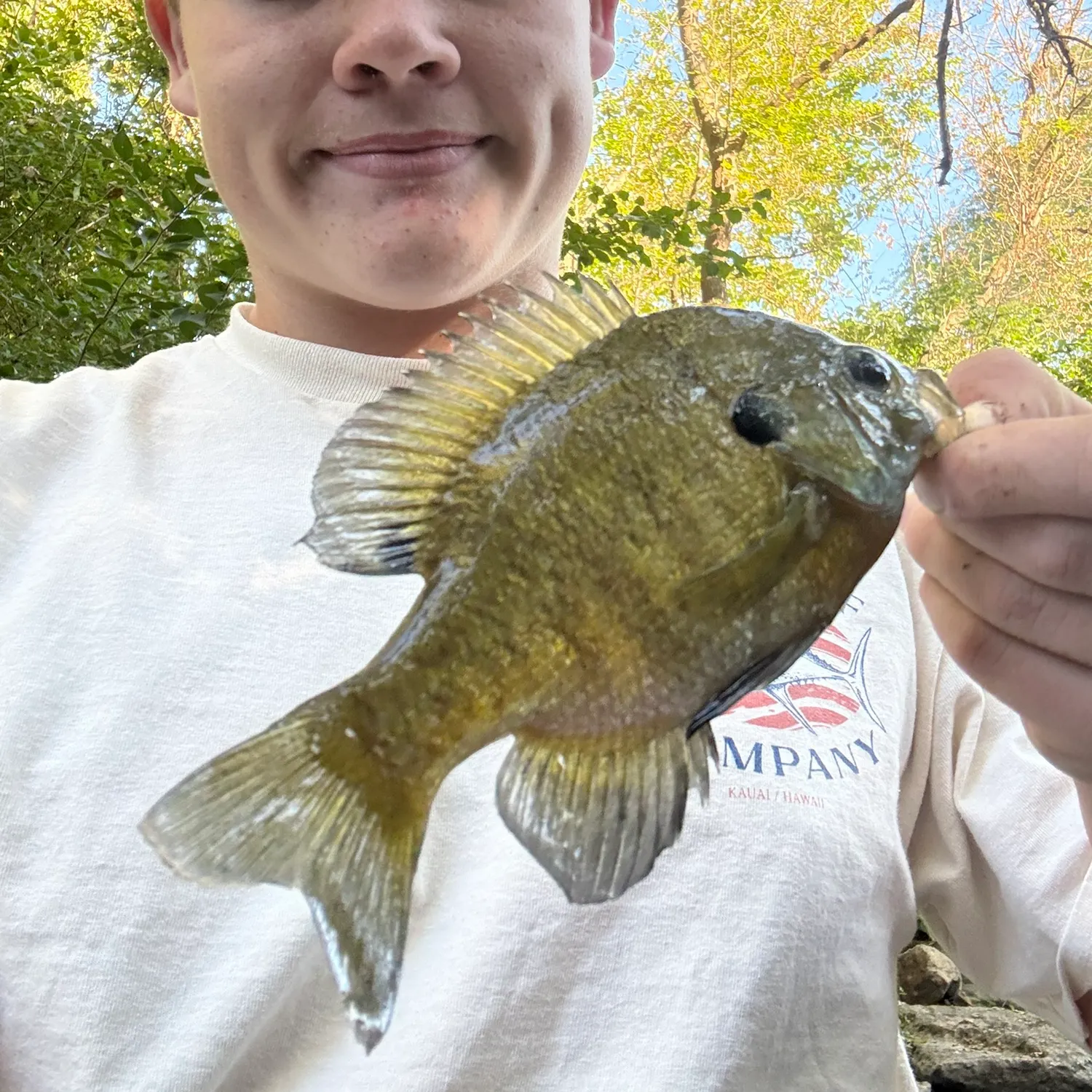 Bluegill caught on Fishbrain
