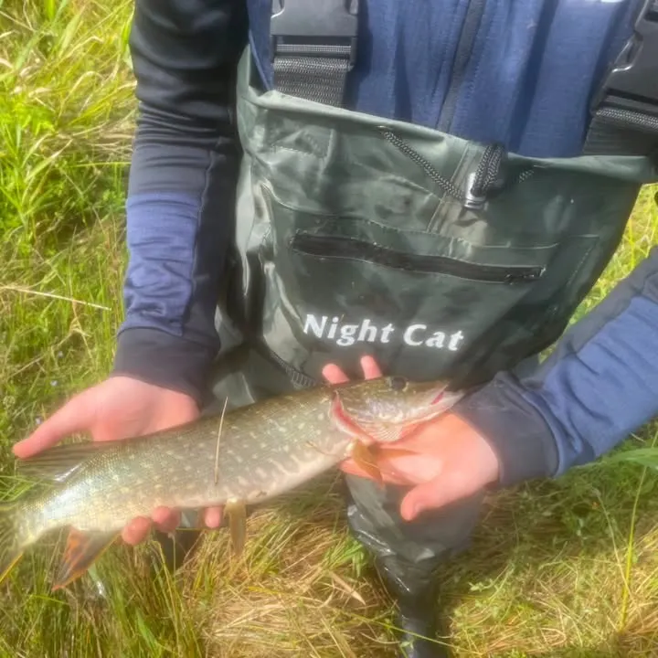 Northern pike caught on Fishbrain
