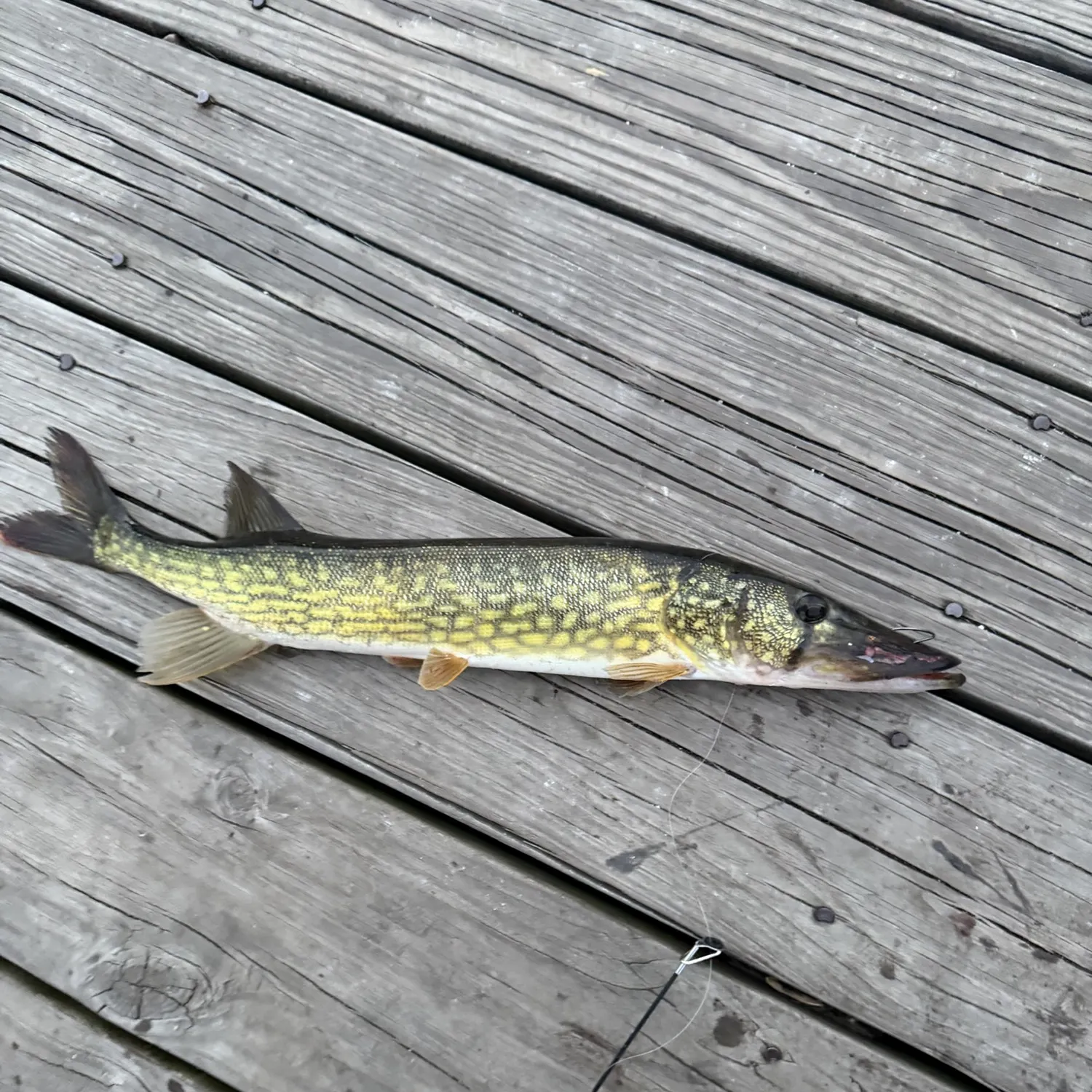 Chain pickerel caught on Fishbrain