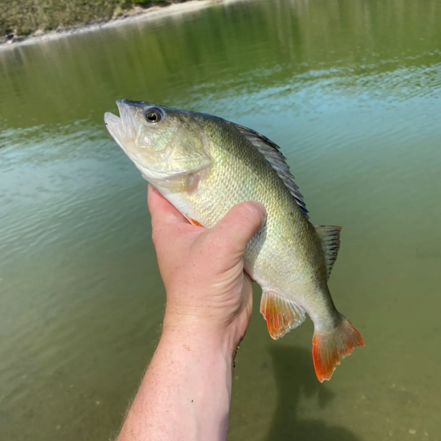European perch caught on Fishbrain