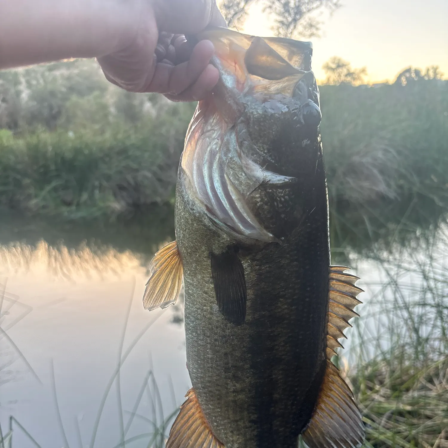 Fish caught on Fishbrain