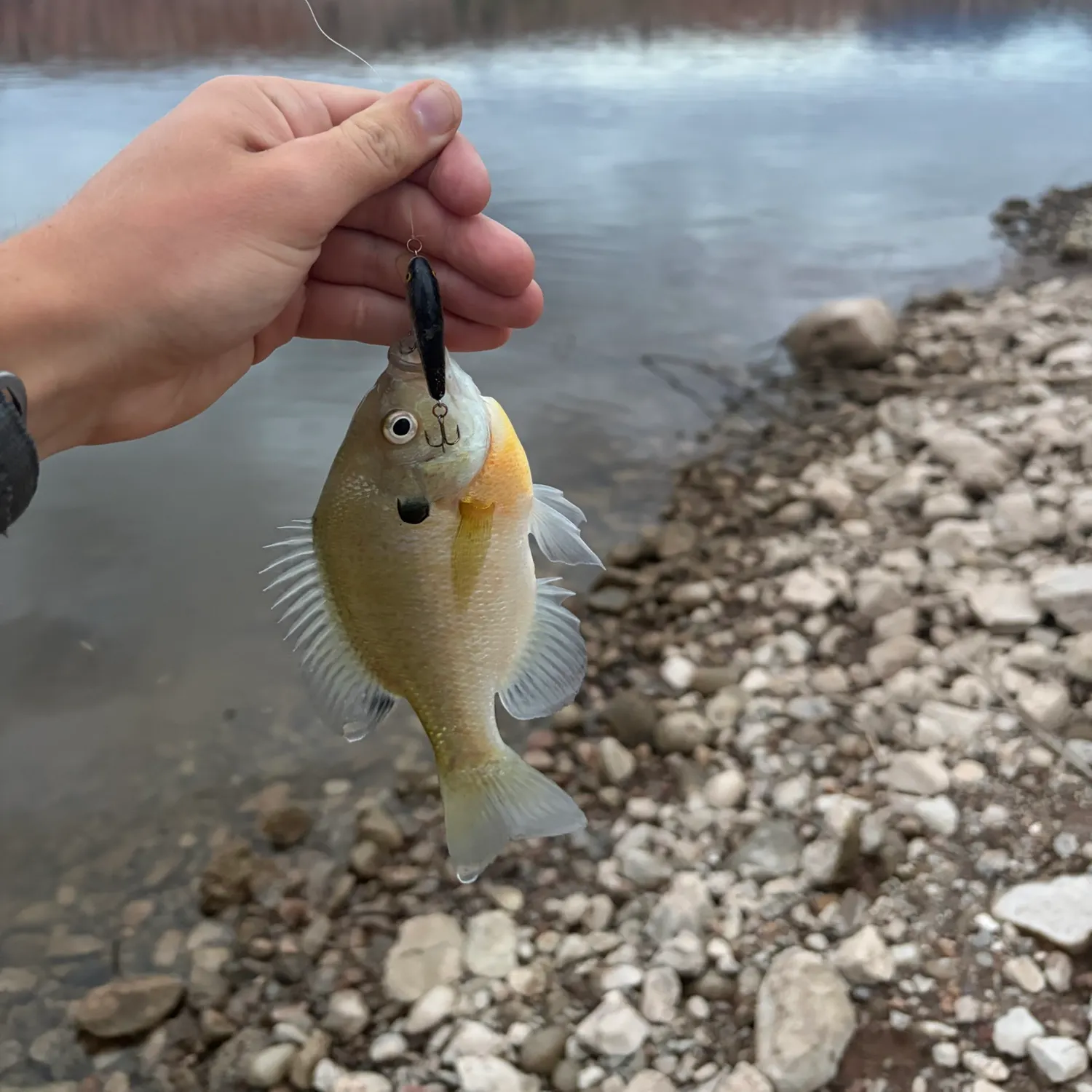 Bluegill caught on Fishbrain