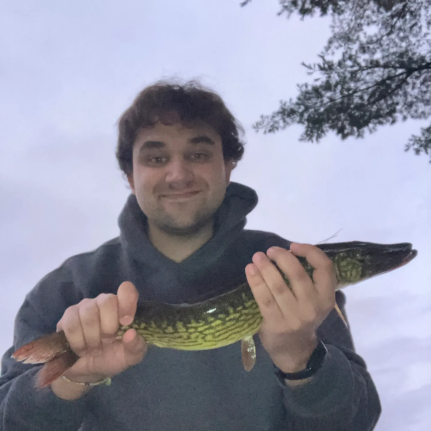 Chain pickerel caught on Fishbrain