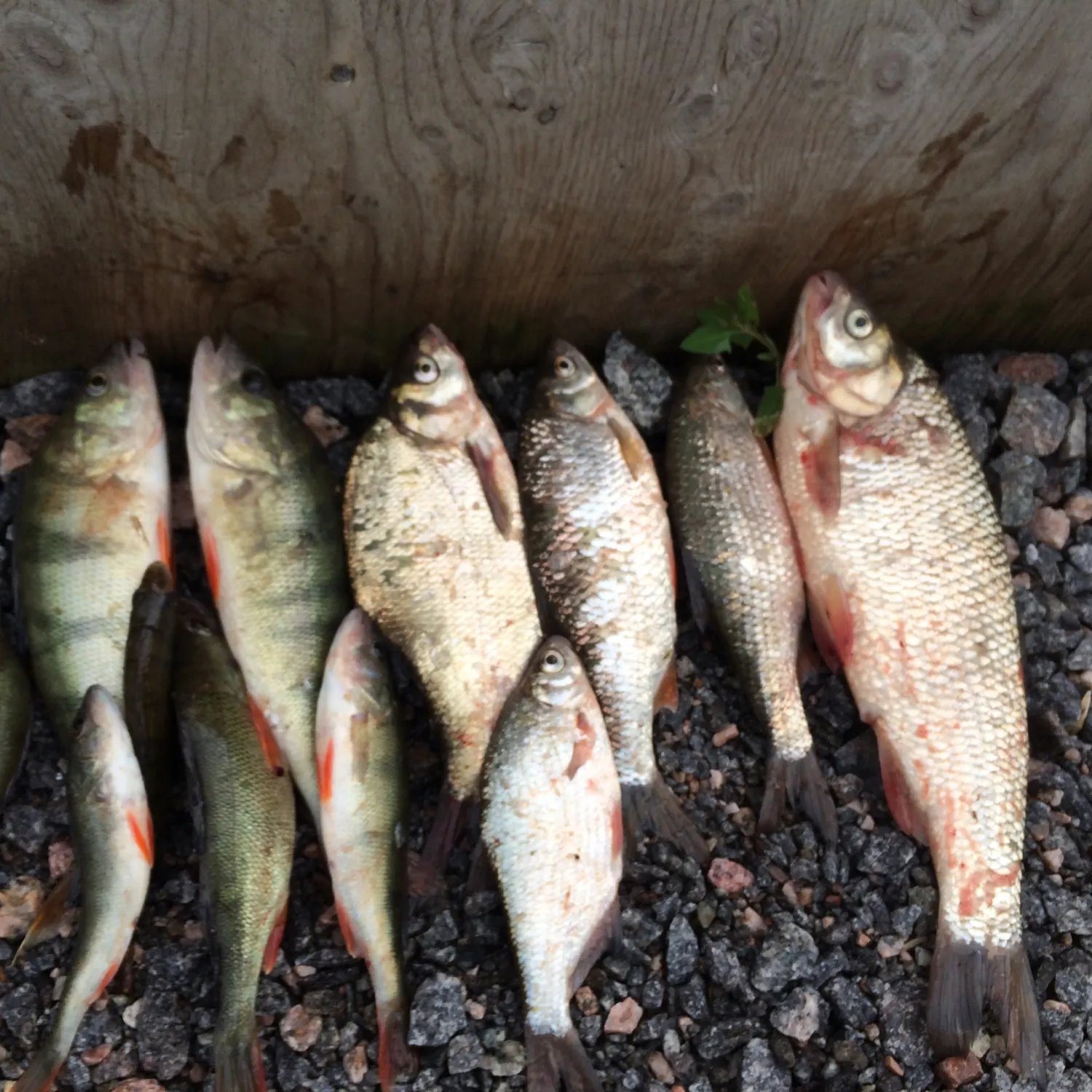 recently logged catches