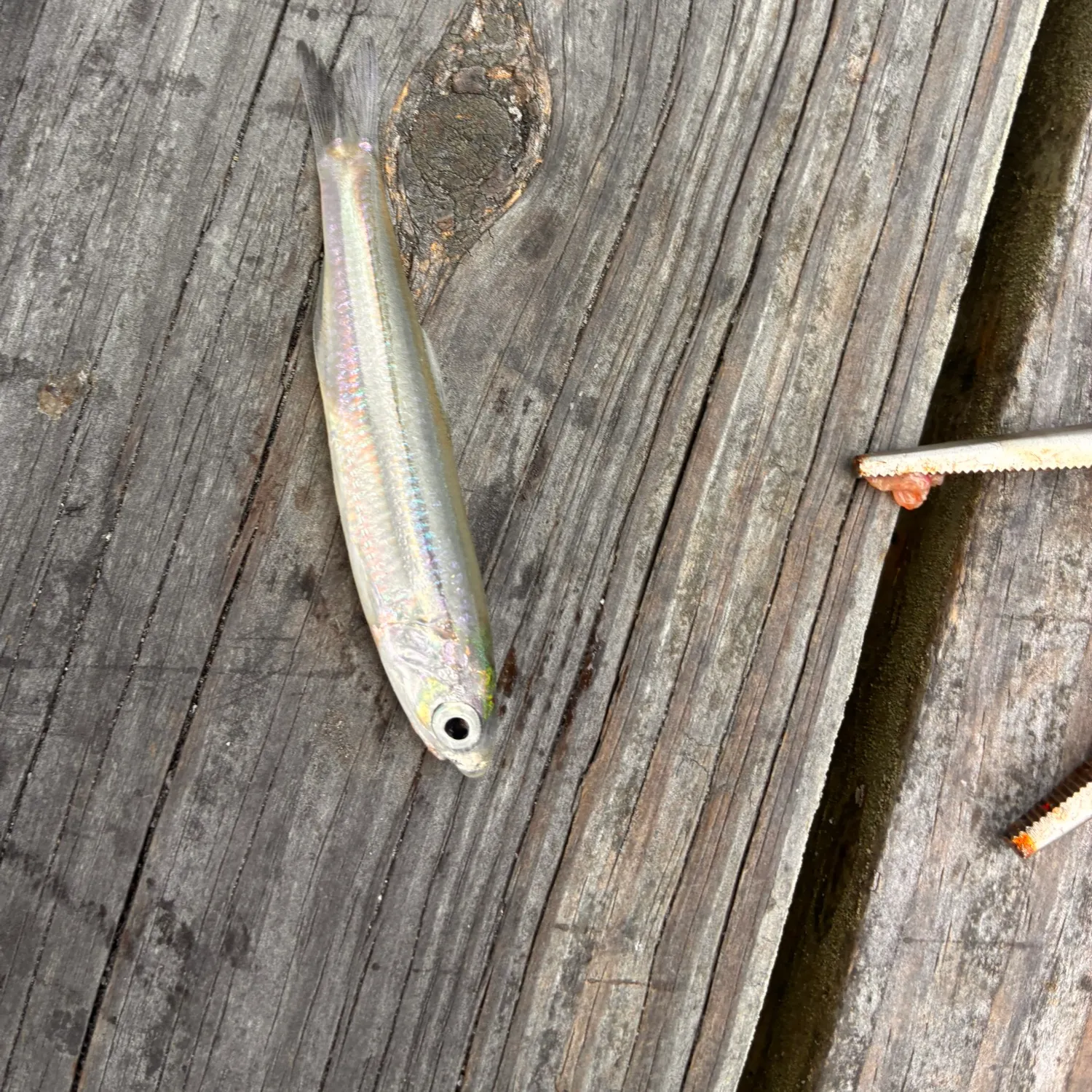 The most recent Broad-striped anchovy catches on Fishbrain