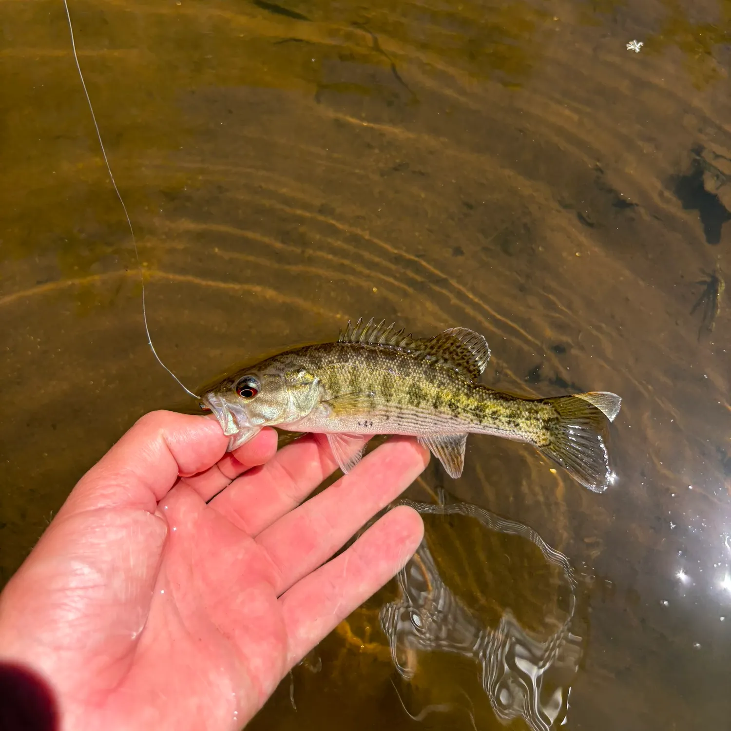The most recent Bartram's bass catches on Fishbrain