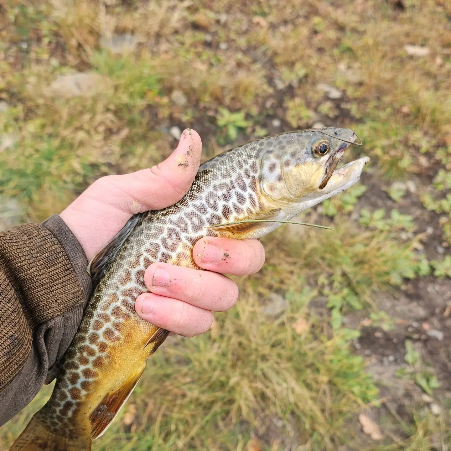 Tiger trout caught on Fishbrain