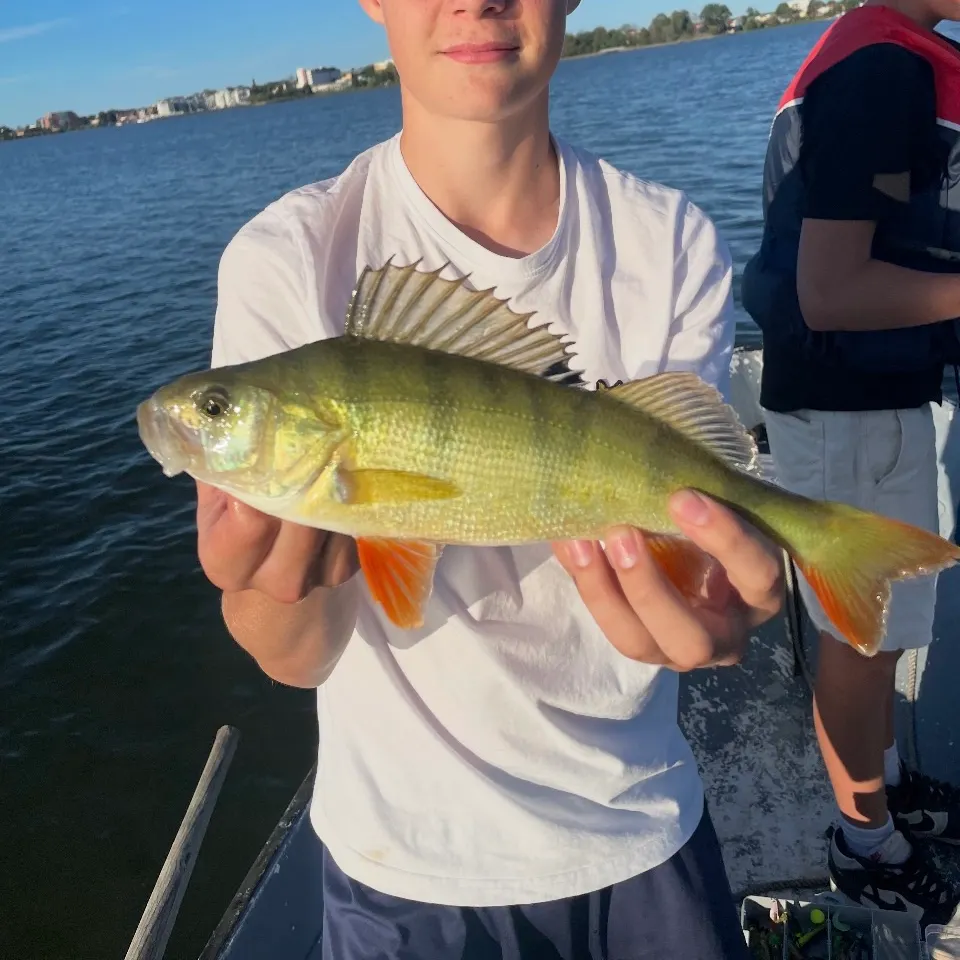 European perch caught on Fishbrain