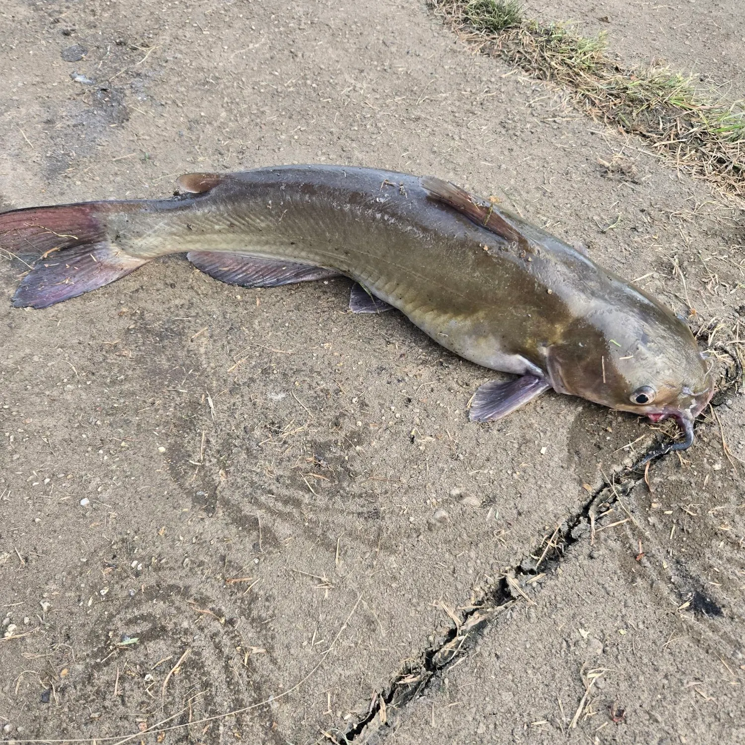 Channel catfish caught on Fishbrain