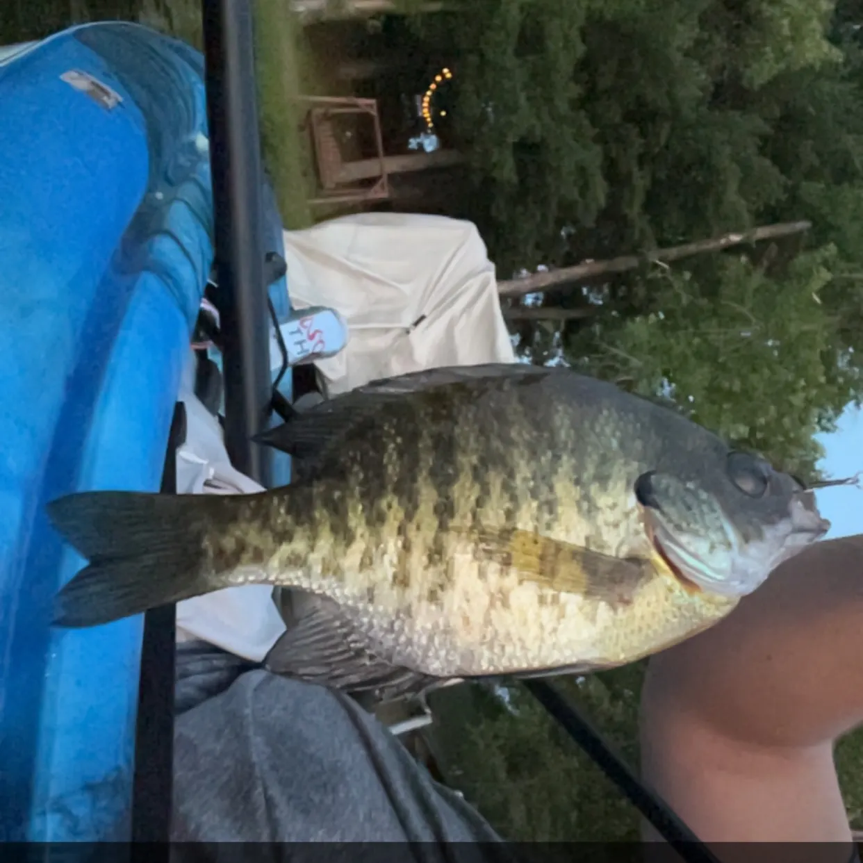 Bluegill caught on Fishbrain