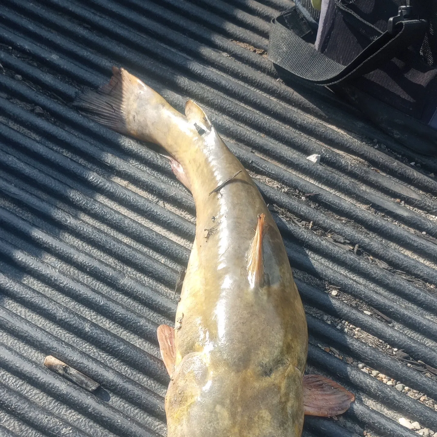 angler catch