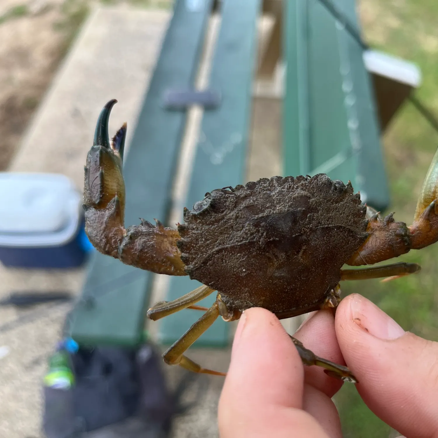 The most recent Giant mud crab catches on Fishbrain