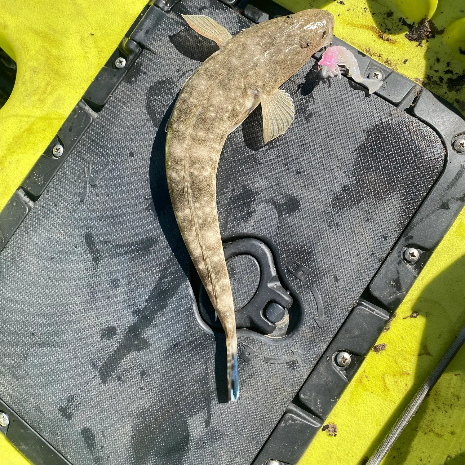 The most recent Dusky flathead catches on Fishbrain