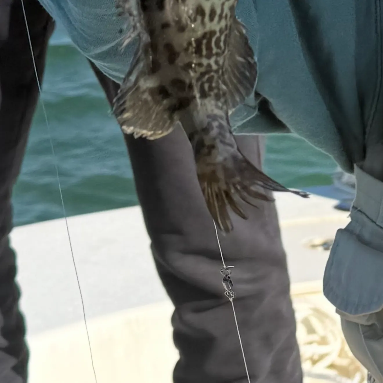 Gag grouper caught on Fishbrain
