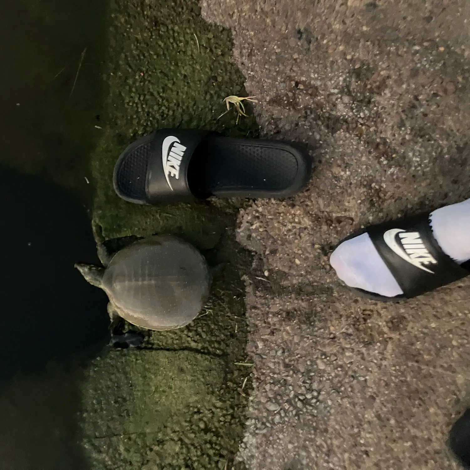 The most recent Smooth softshell turtle catches on Fishbrain