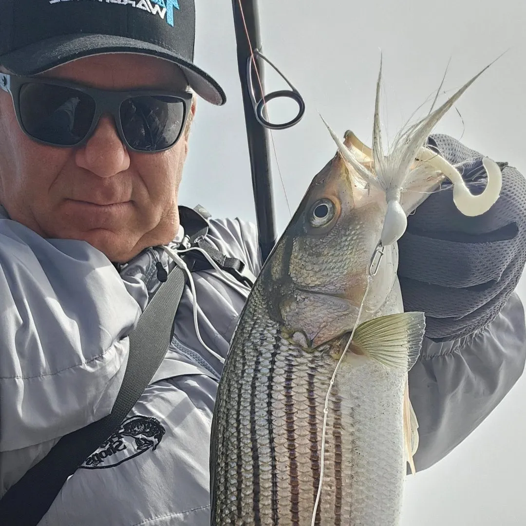 Striped bass caught on Fishbrain