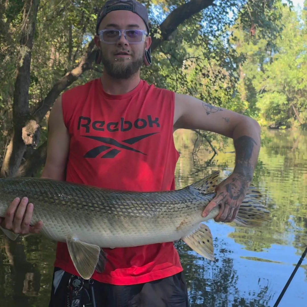 Alligator gar caught on Fishbrain