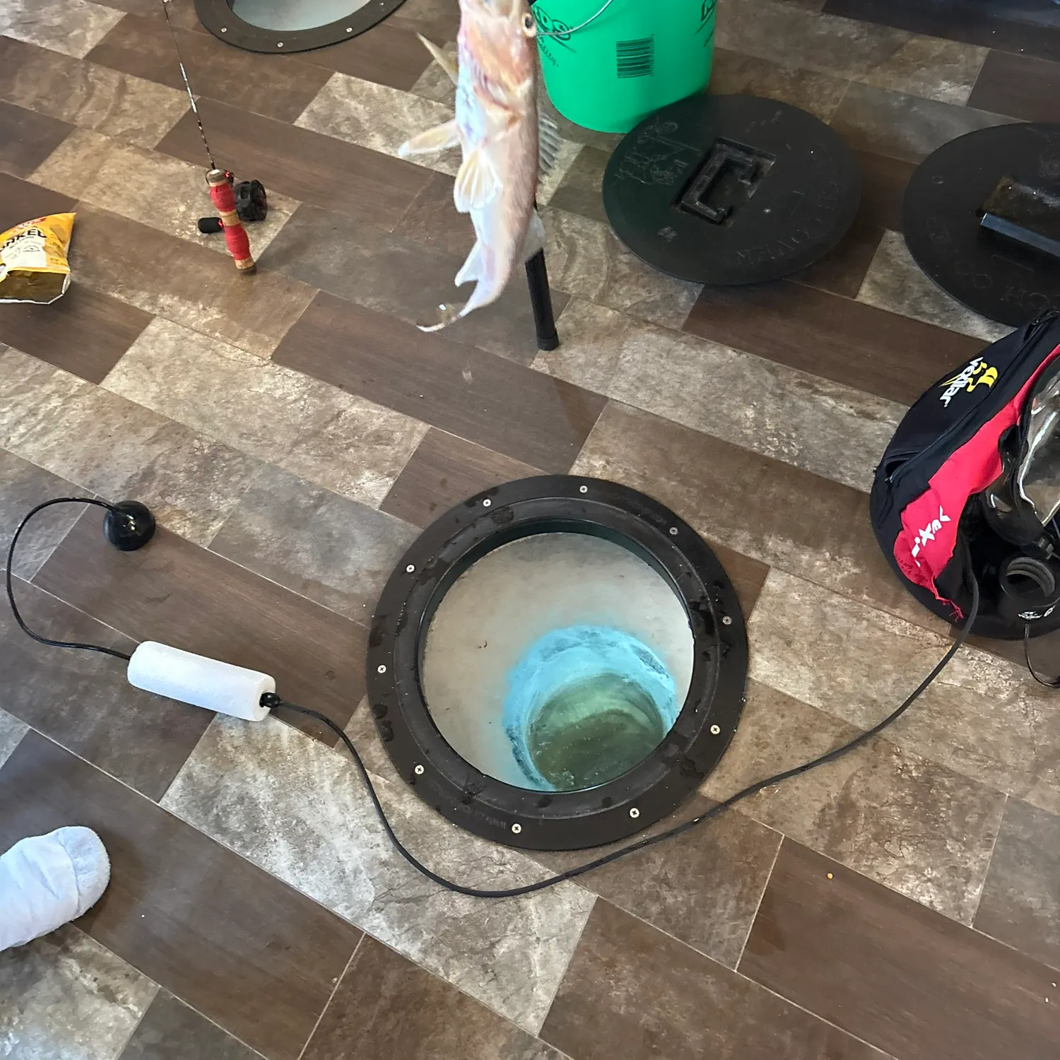 The most recent Sauger catches on Fishbrain